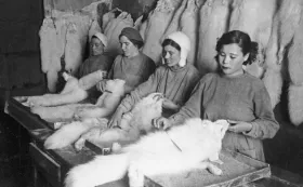 РЭЦ измерил в танках Т-34 доходы СССР от экспорта пушнины в годы войны